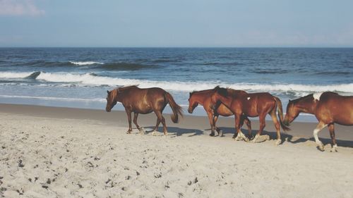 Side view of horses waking at beach