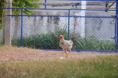 Squirrel standing on field seen through fence