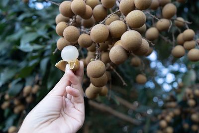 Close-up of hand holding berries