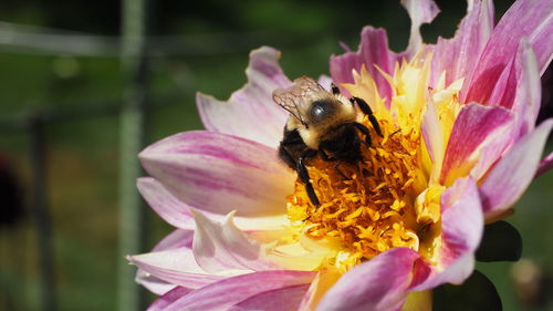 Close-up of bee on pink flower