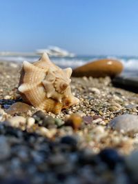 Close-up of seashell on beach