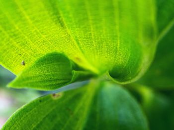 Macro shot of green leaves