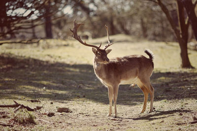 Deer standing on field