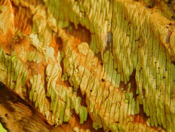 Full frame shot of pattern