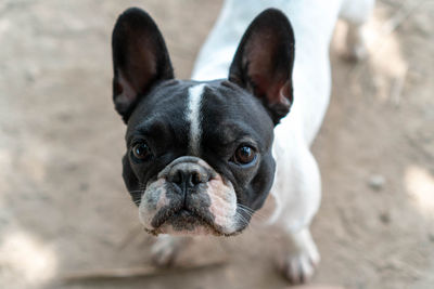 High angle view of portrait of dog
