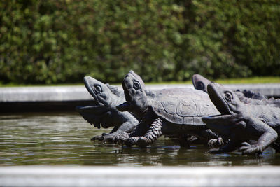 Closeup of turtles of latona fountain at herrenchiemsee in bavaria, germany