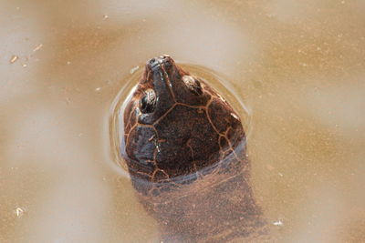 High angle view of a turtle in water