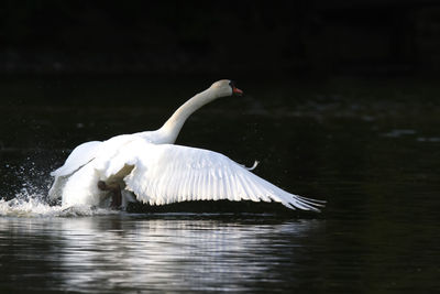 Swan swimming in lake