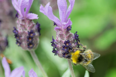 Close-up of bee pollinating on flower