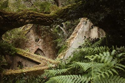 High angle view of trees on rock