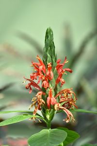 Close-up of red flowering plant