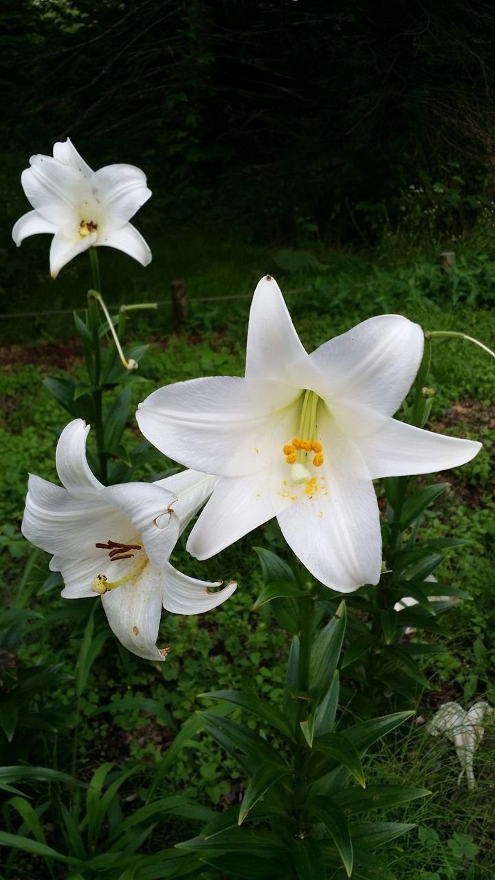 flower, white color, petal, freshness, flower head, fragility, growth, beauty in nature, white, nature, blooming, focus on foreground, pollen, plant, wildlife, close-up, field, in bloom, animal themes, stamen