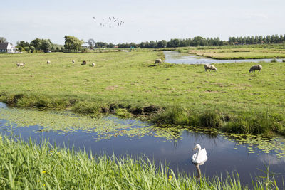 Swans on lake against sky