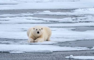 Polar bear on frozen sea