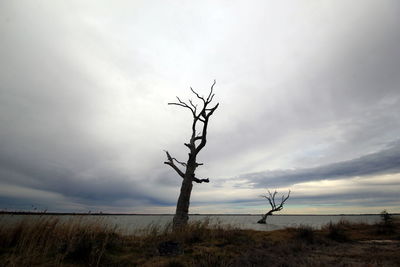 Bare tree on landscape against sky