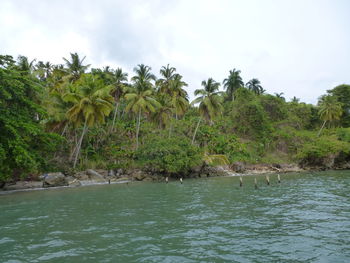 Scenic view of palm trees against sky