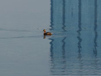 Duck swimming in a lake