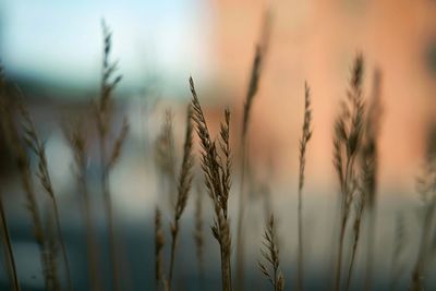 Close-up of wheat field