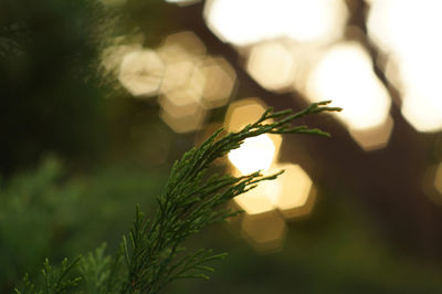 Close-up of plant against blurred background