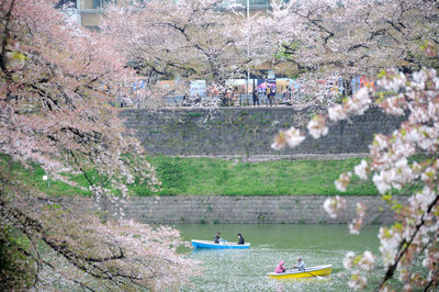 View of flowers in pond