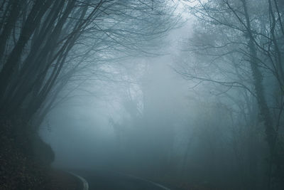 Bare trees by road in forest