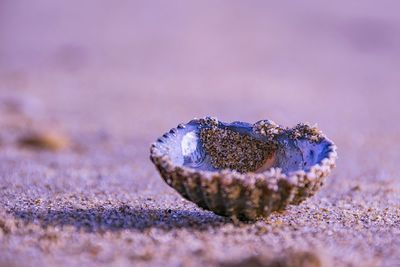 Close-up of shell on sand