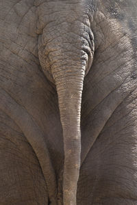 Close-up of elephant