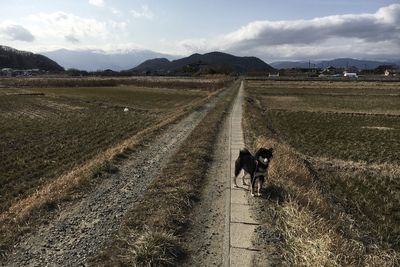 View of dog on road