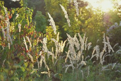 Close-up of plants growing on field