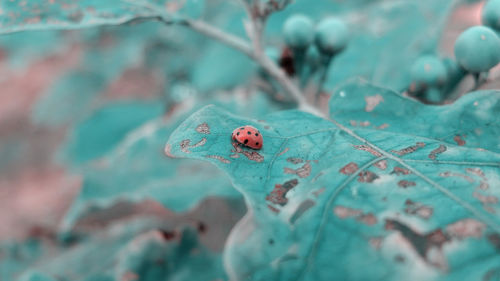 Close-up of ladybug on leaf