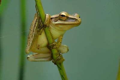 Close-up of frog