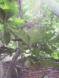 Trees growing in sunlight