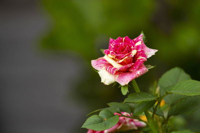 Close-up of pink rose