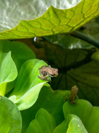 Close-up of insect on leaf