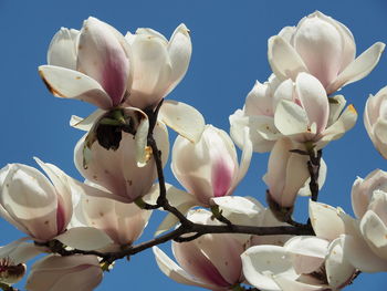 Close-up of white flowers against sky