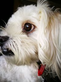Close-up portrait of dog