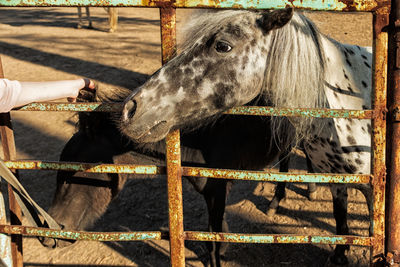 View of a horse in pen