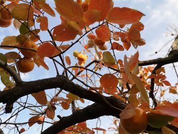 Low angle view of orange leaves on tree against sky