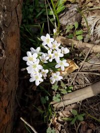 Close-up of white flowers blooming outdoors