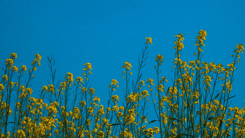 Yellow flowers growing in field against clear blue sky