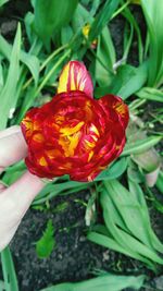 Close-up of red flower