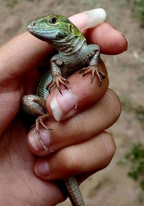 hand, animal themes, animal, one animal, animal wildlife, holding, one person, finger, reptile, lizard, wildlife, close-up, focus on foreground, day, nature, outdoors, young animal, personal perspective, pet, exotic pets, adult