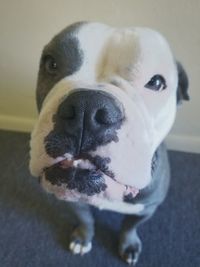 Close-up portrait of a dog