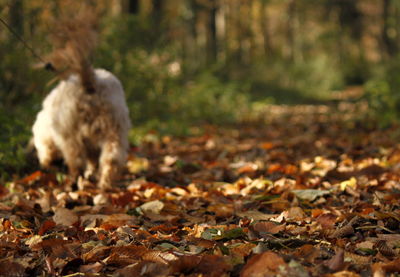 Dog on dry leaves fallen on field in forest during autumn