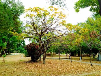 Trees in park