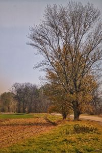 Bare tree on field against clear sky