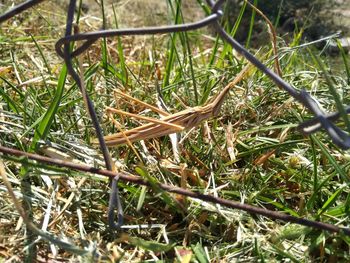 High angle view of dry plants on land