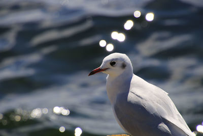 Close-up of seagull perching outdoors