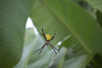 Close-up of spider on web