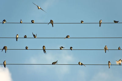 Low angle view of birds perching on cable against sky